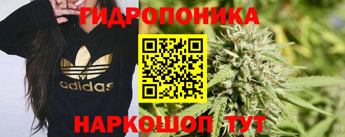 Бошки марихуана OG Kush Зима